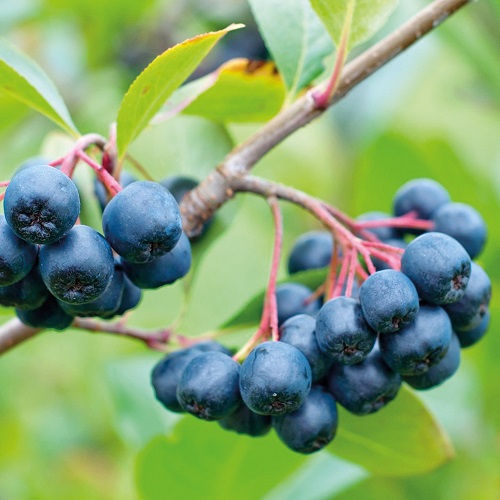 Арония сливолистная "Викинг" (Aronia prunifolia "Viking")