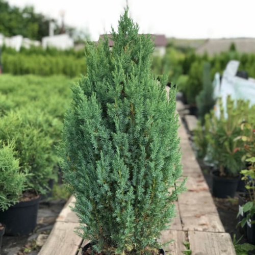 Можжевельник китайский "Стрикта" (Juniperus chinensis "Stricta")