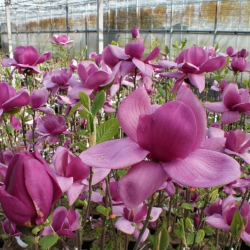 Магнолия гибридная "Клеопатра" (Magnolia hybrida "Cleopatra")