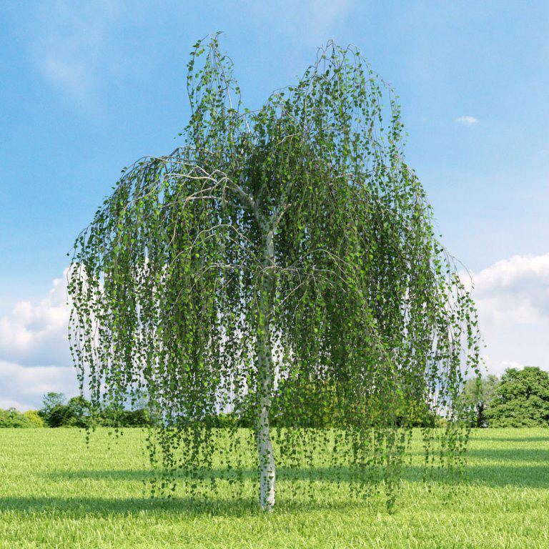 Береза повислая (Betula pendula)