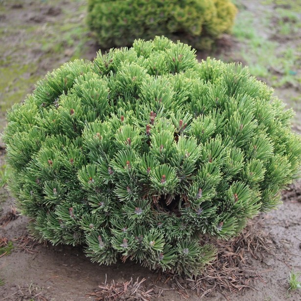 Сосна горная "Пумилио" (Pinus mugo "Pumilio")