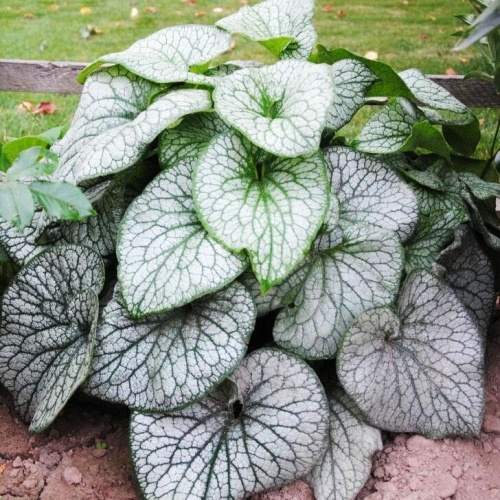 Бруннера "Александерс Грейт" (Brunnera "Alexander’s Great")