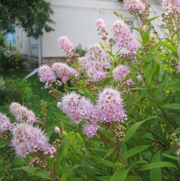 Спирея иволистная (Spiraéa salicifolia)