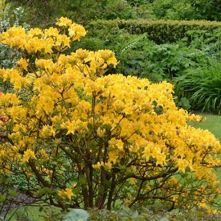Рододендрон "Лиметта" (Rhododendron "Limetta")