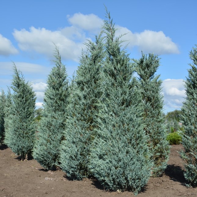 Можжевельник скальный "Мунглоу" (Juniperus scopulorum "Moonglow")