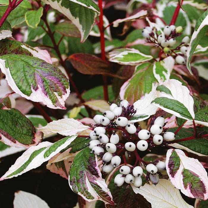 Дерен белый "Сибирика Вариегата" (Cornus alba "Sibirica Variegata")