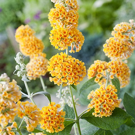 Буддлея Вейера "Сан Голд" (Buddleja weyeriana "Sungold")