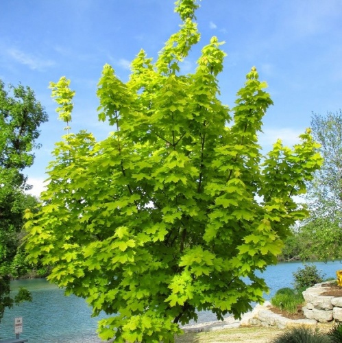 Клен остролистный "Принцетон Голд" (Acer platanoides "Princeton Gold")