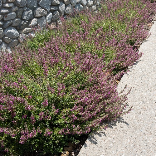 Дубровник обыкновенный (Teucrium chamaedrys)