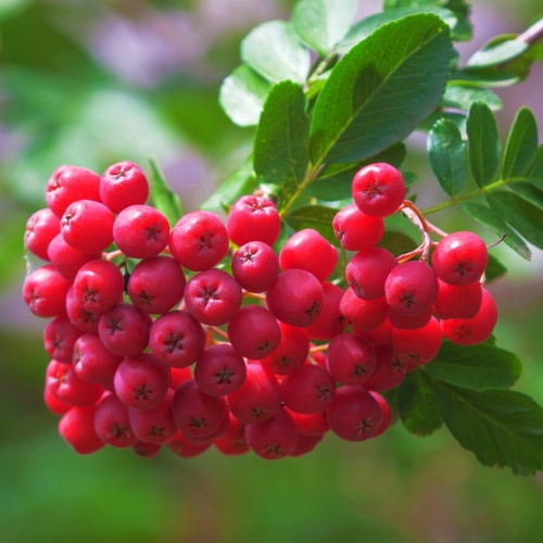 Арония красная (Aronia arbutifolia)