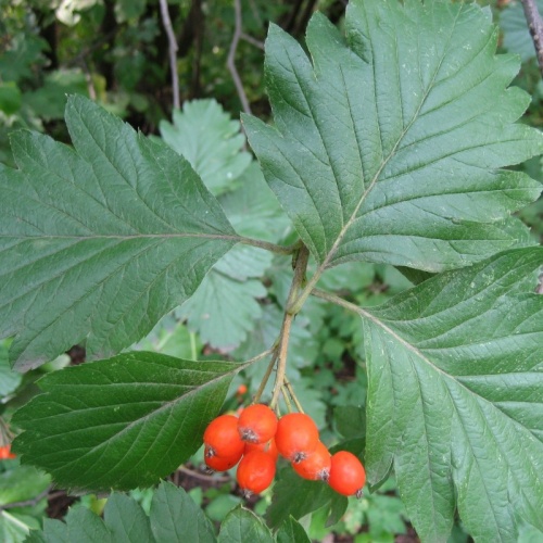 Рябина кавказская (Sorbus caucasica)