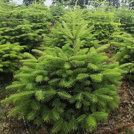 Пихта нордмана "Робуста" (Abies nordmadiana "Robusta")