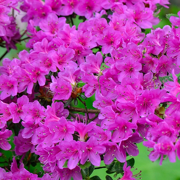 Рододендрон тупой "Гейша Пёрпл" (Rhododendron obtusum "Geisha Purple")