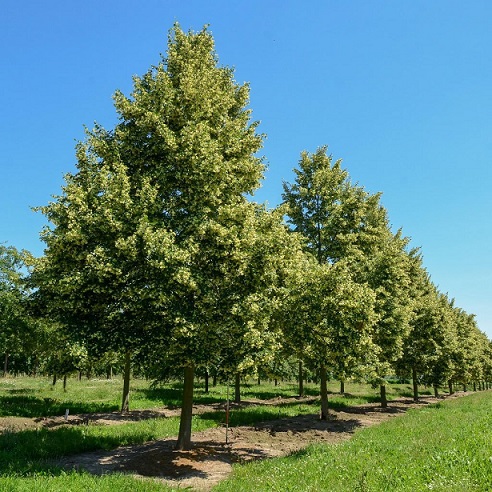 Липа (Tilia)