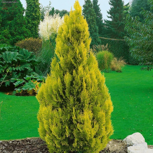 Туя западная "Голден Смарагд" (Thuja occidentalis "Golden Smaragd")