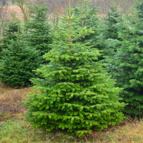 Пихта Нордмана, кавказская (Abies nordmanniana)