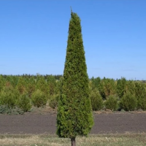 Туя западная "Смарагд" ф. конус на ножке (Thuja occidentalis "Smaragd")