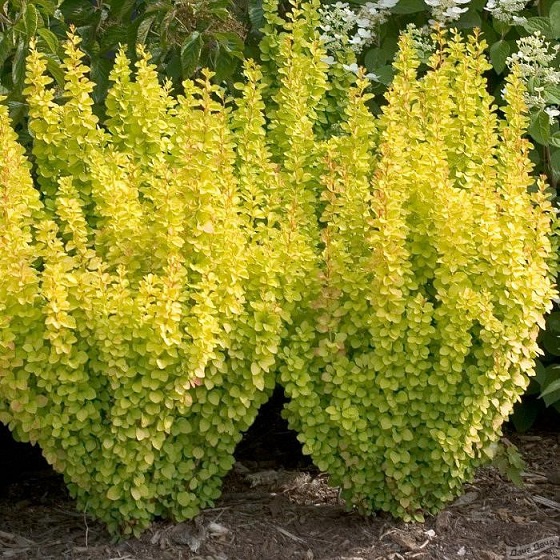 Барбарис Тунберга "Голден Торч" (Berberis thunbergii "Golden Torch")