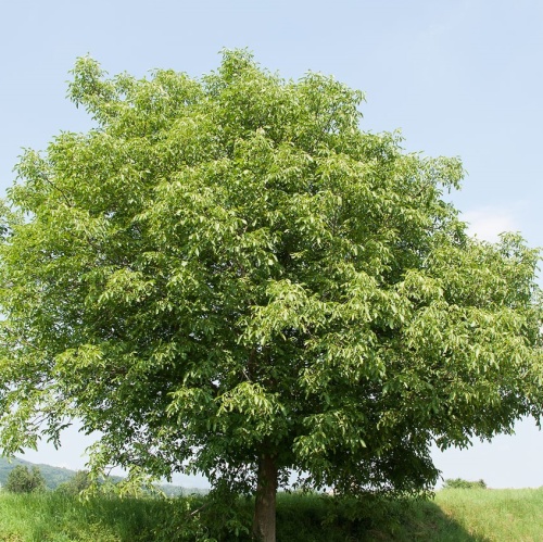 Орех грецкий "Броадвью" (Juglans regia "Broadview")