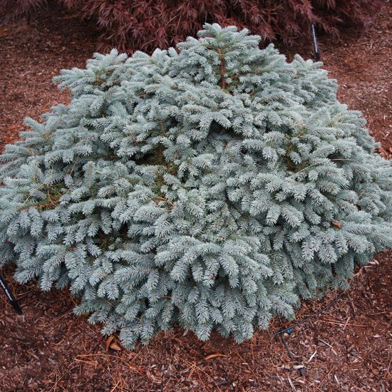 Ель колючая "Вальдбрун" (Picea pungens "Waldbrunn")