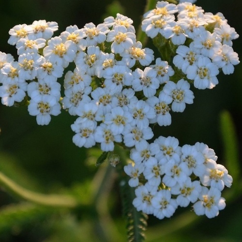 Тысячелистник обыкновенный (Achillea millefolium)