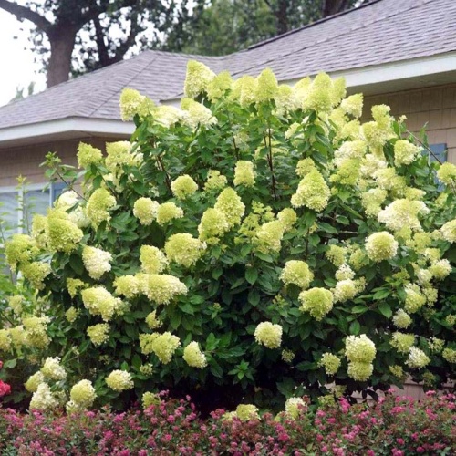 Гортензия метельчатая "Лаймлайт" (Hydrangea paniculata "Limelight")