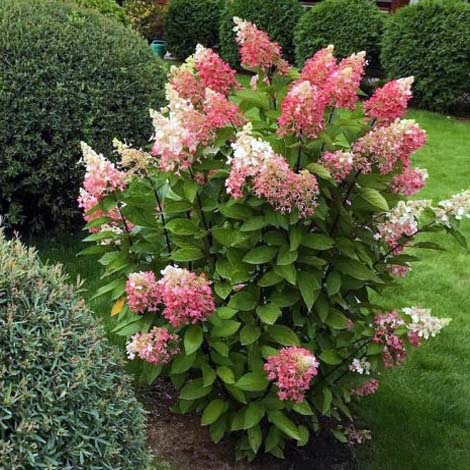 Гортензия метельчатая "Пинки Винки" (Hydrangea paniculata "Pinky Winky")