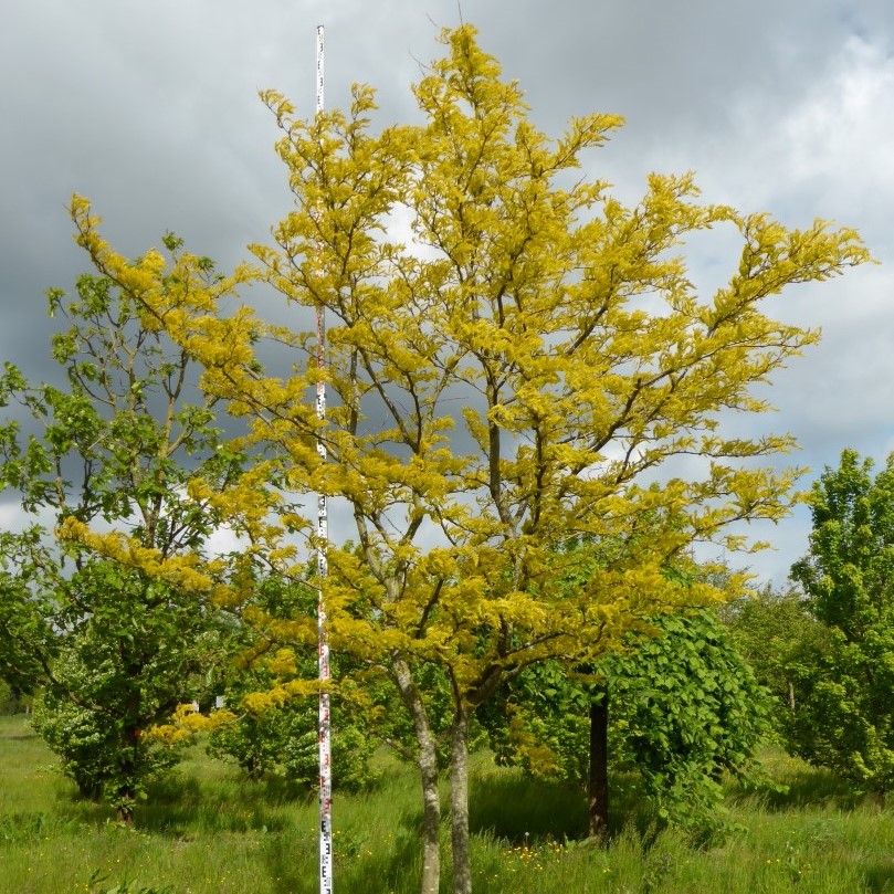 Гледичия трехколючковая "Санберст" (Gleditsia triacanthos "Sunburst")
