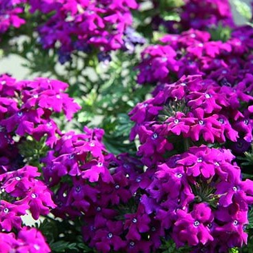 Вербена гибридная "Магеллана Вайолет" (Verbena "Magelana Violet")