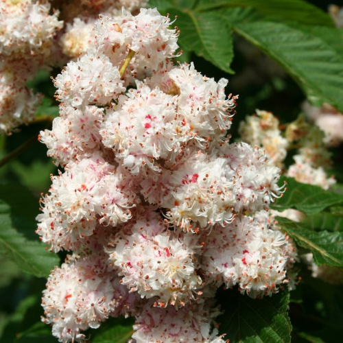 Каштан конский "Бауманни" (Aesculus hippocastanum "Baumanii"), Ограниченно годен