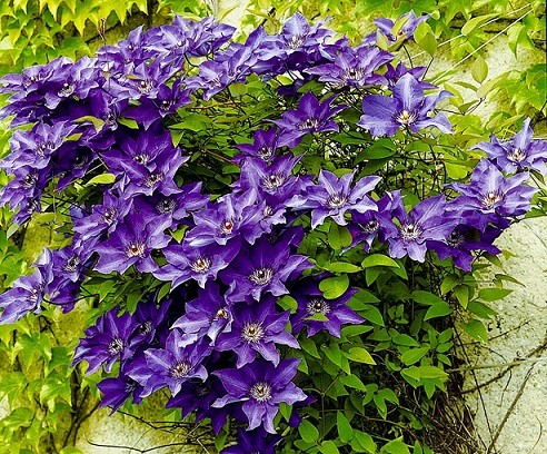 Клематис (Clematis)