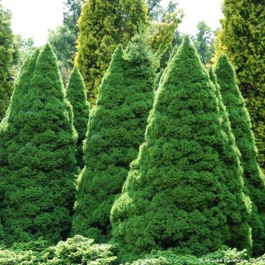 Ель канадская "Коника" ф. матрешка (Picea glauca "Conica")