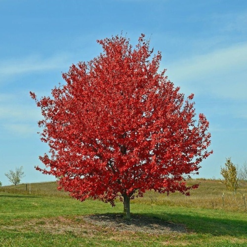 Клен красный "Ред Сансет" (Acer rubrum "Red Sunset")
