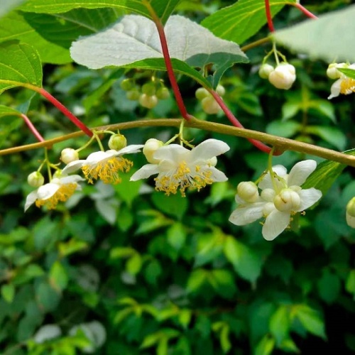 Актинидия (Actinídia)