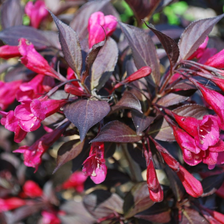 Вейгела цветущая "Александра" (Weigela florida "Alexandra")