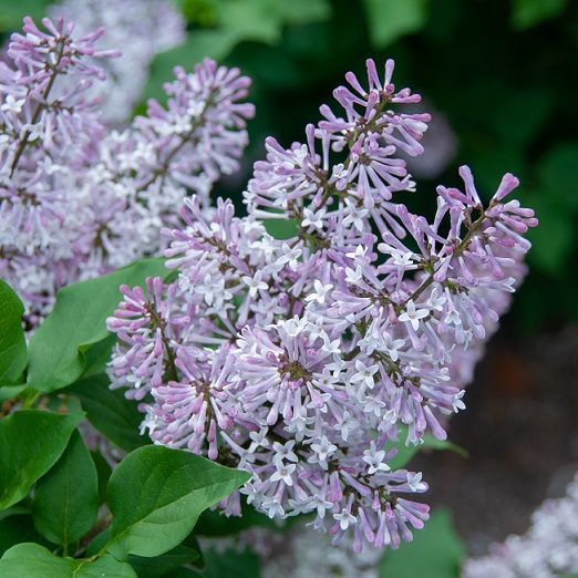 Сирень раскидистая "Мисс Ким" (Syringa patula "Miss Kim")
