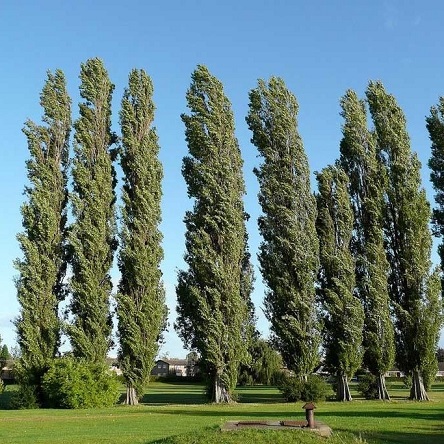 Тополь (Populus)