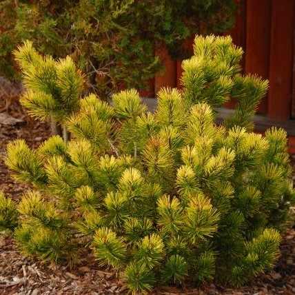 Сосна горная "Зюндерт" (Pinus mugo "Zundert")