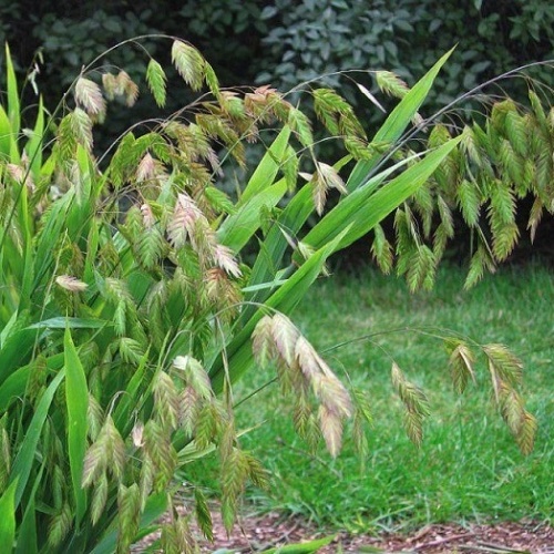 Хасмантиум (Chasmanthium latifolium)