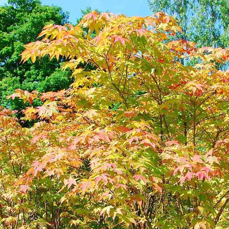 Клен пальмолистный, или дланевидный "Осазуки" (Acer palmatum "Osakazuki")