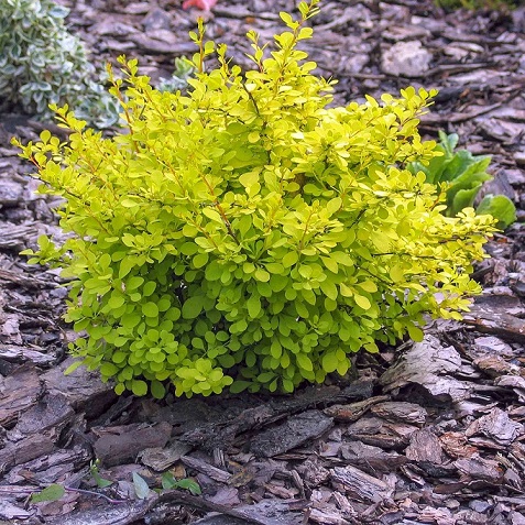 Барбарис Тунберга "Ауреа" (Berberis thunbergii "Aurea")