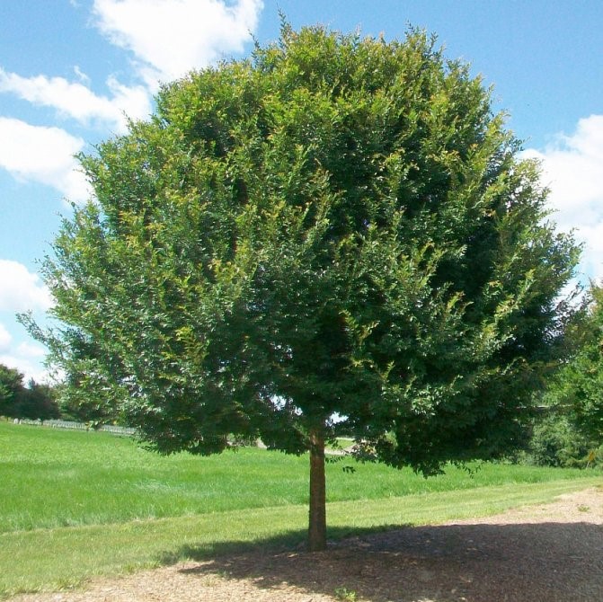 Вяз мелколистный (Ulmus parvifolia)