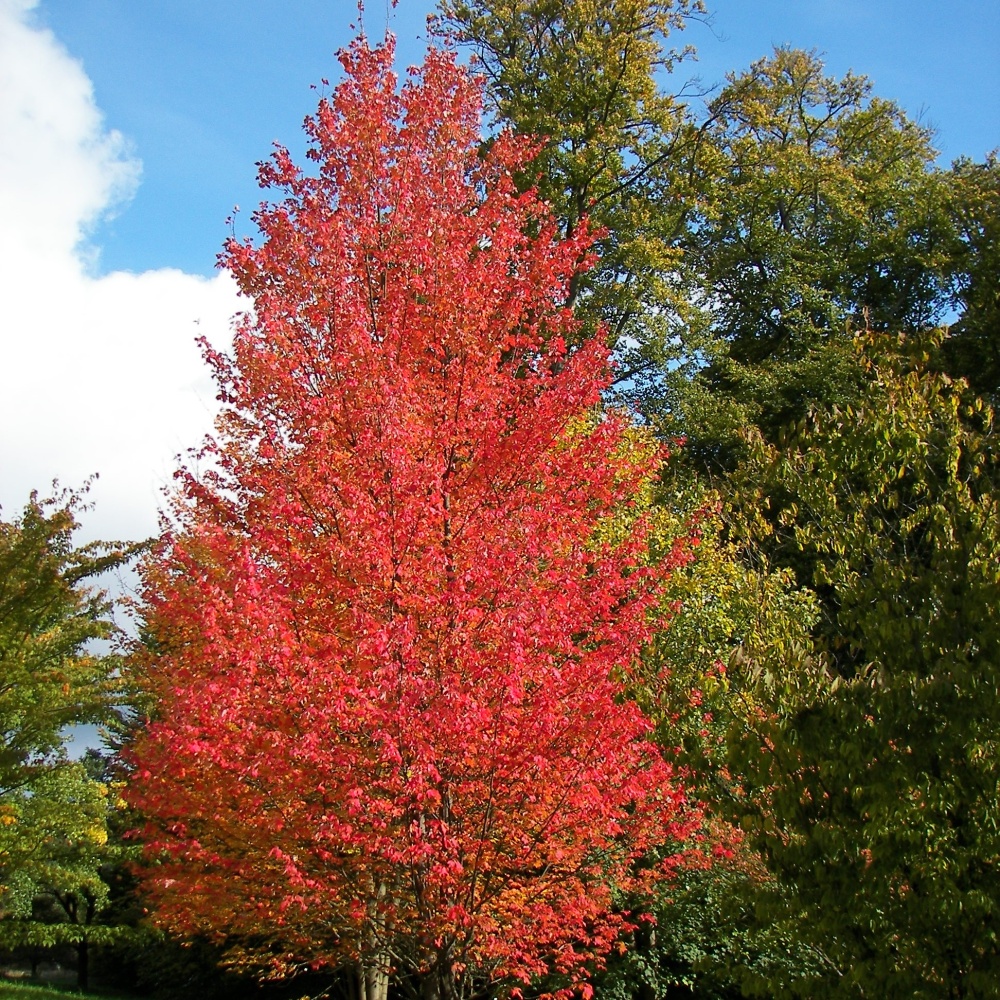 Клен красный "Сканлон" (Acer rubrum "Scanlon") хлороз