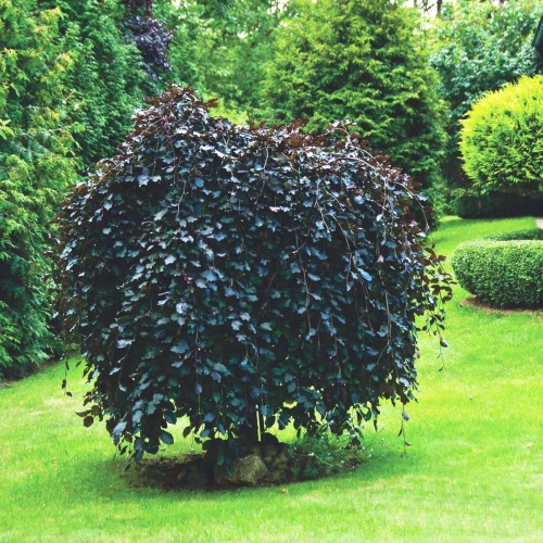 Береза повислая "Пурпуреа" (Betula pendula "Purpurea")