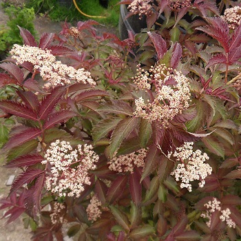 Бузина черная "Серенада" (Sambucus nigra "Serenade")
