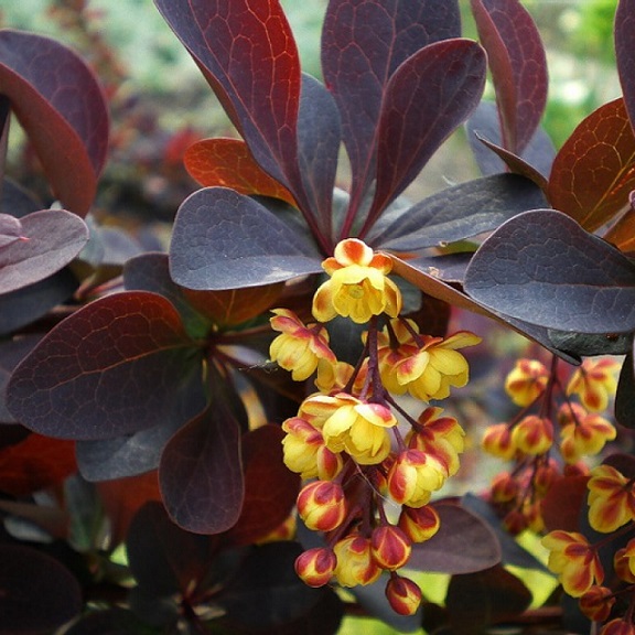 Барбарис оттавский "Аурикома" (Berberis ottawensis "Aurikoma")