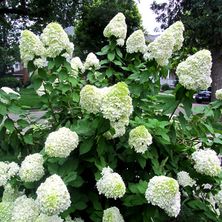 Гортензия метельчатая (Hydrangea paniculata)