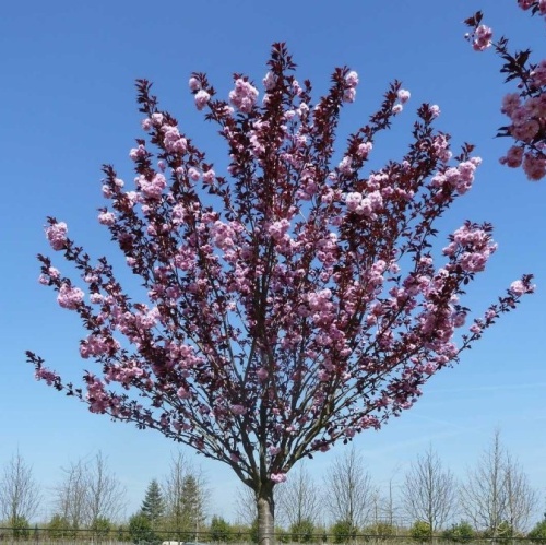 Черемуха мелкопильчатая "Роял Бургунди" (Prunus serrulata "Royal Burgundy")