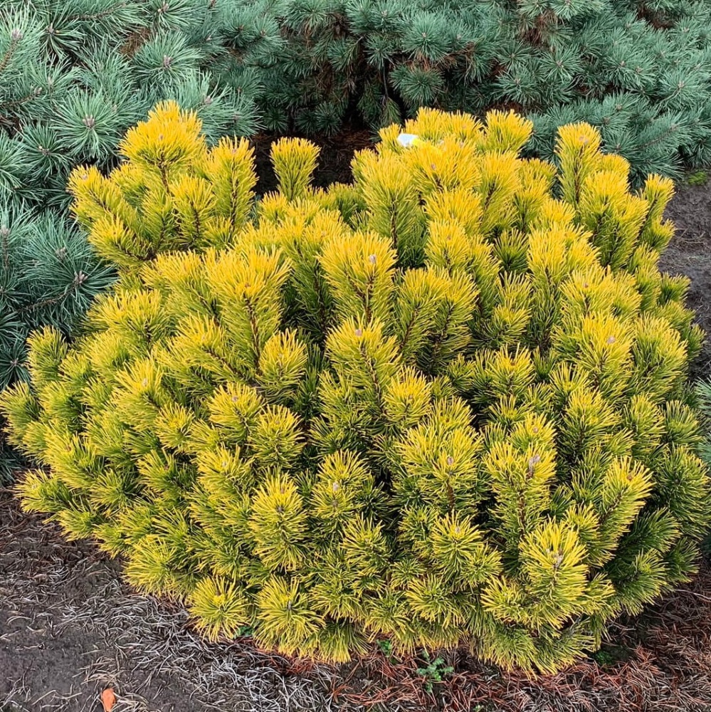 Сосна горная "Офир" (Pinus mugo "Ophir")