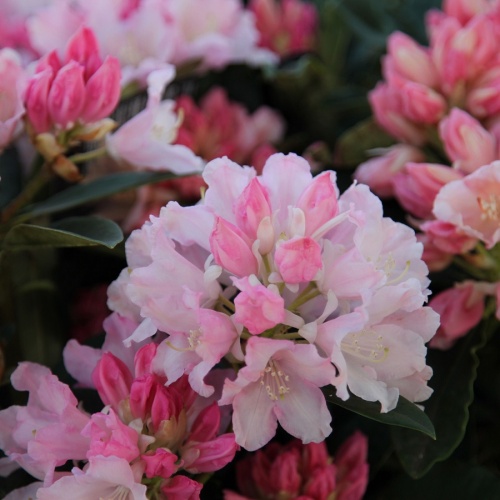 Рододендрон якушиманский "Дримленд" (Rhododendron yakushimanum "Dreamland")